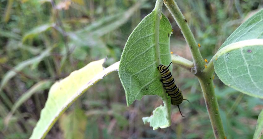 monarch caterpillar under a leaf