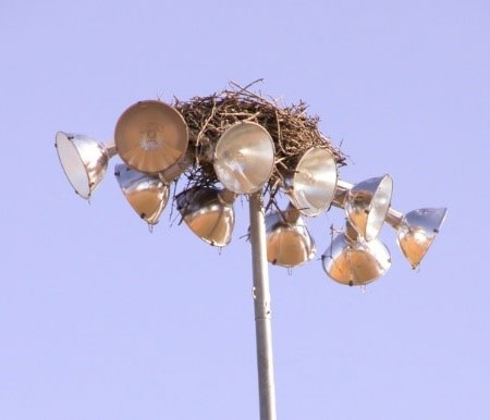osprey nest on lights