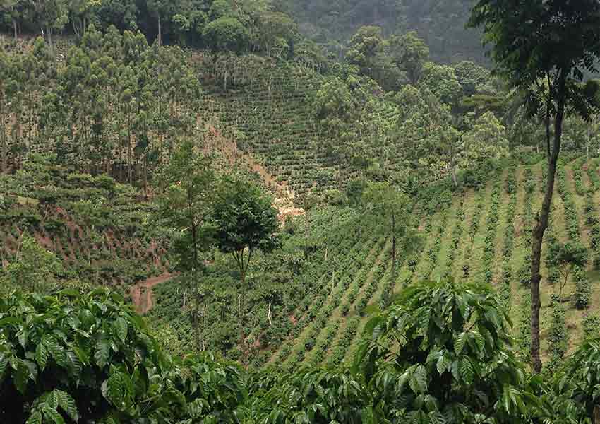 A coffee farm in Nicaragua.
