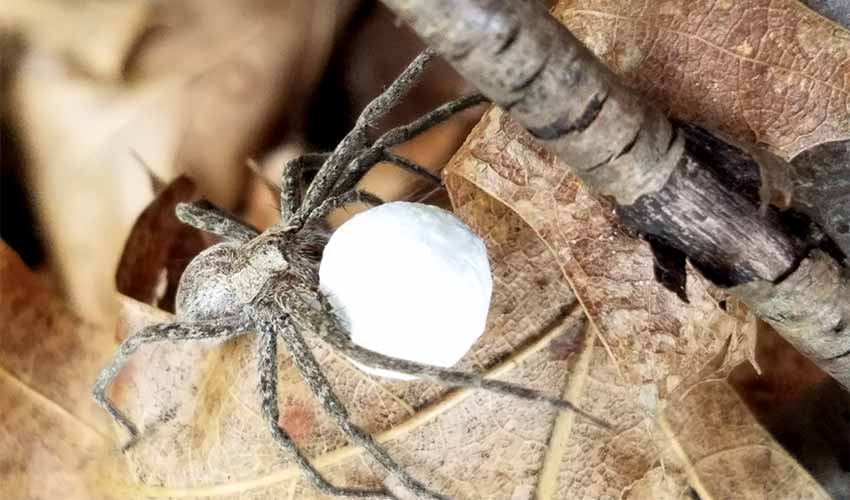 nursery web spider