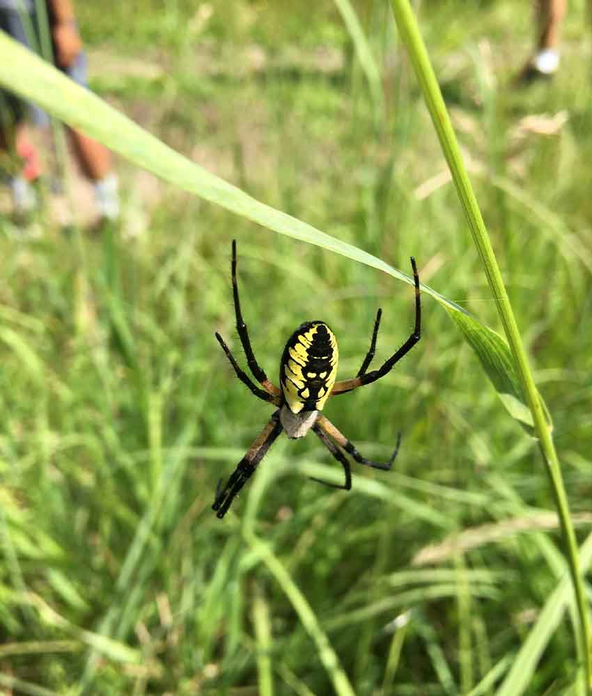 black and yellow orb weaver spider