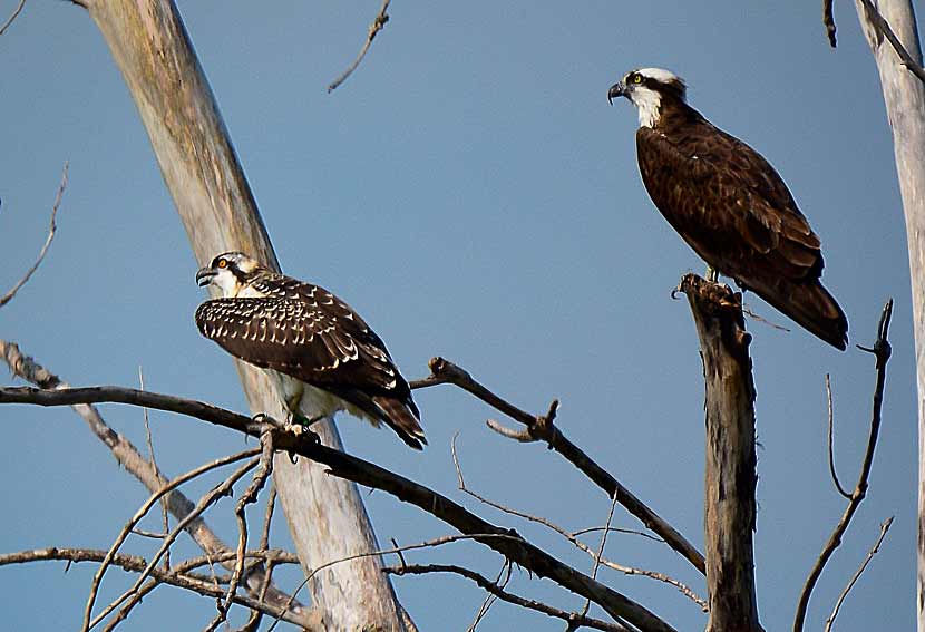 Two ospreys perched in a dead tree.