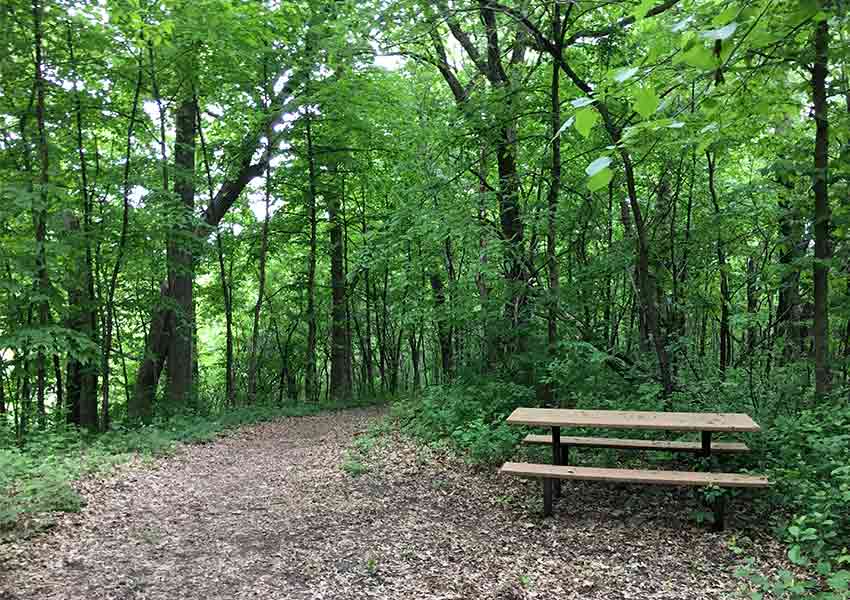 Wooden picnic table off a dirt trail going into a summer forest at Lake Rebecca Park Reserve in Minnesota.