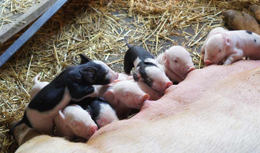 piglets feeding on their mother
