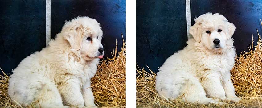two photos side by side of Ursa sitting in hay the new white Great Pyrenees dog at Gale Woods Farm