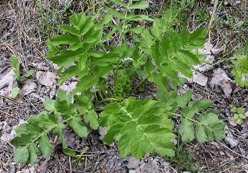 rosette stage of wild parsnip plant