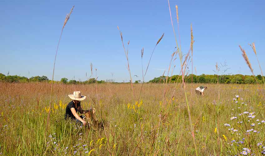 person collecting seeds in the prairie