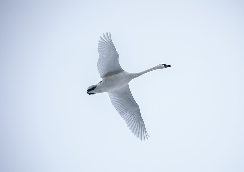 trumpeter swan silhouette against a blue sky