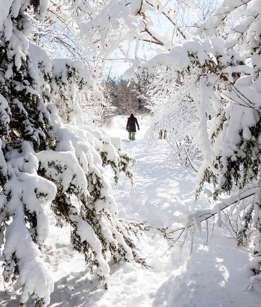 hiker through snow-covered trees