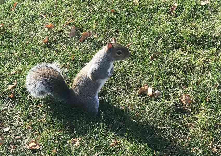 Gray squirrel in the grass.