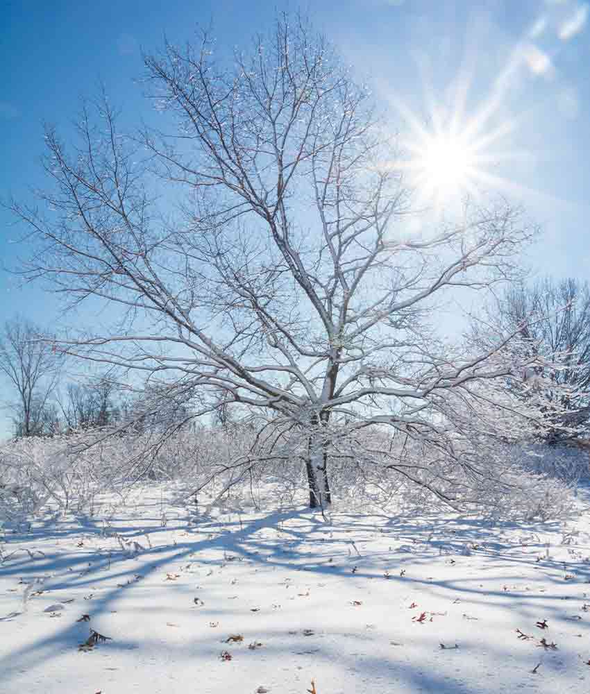 tree covered in ice with sun shining and blue skies