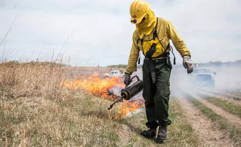 a man in full yellow fire-resistant outfit lights a fire on the prairie using a metal drip torch.