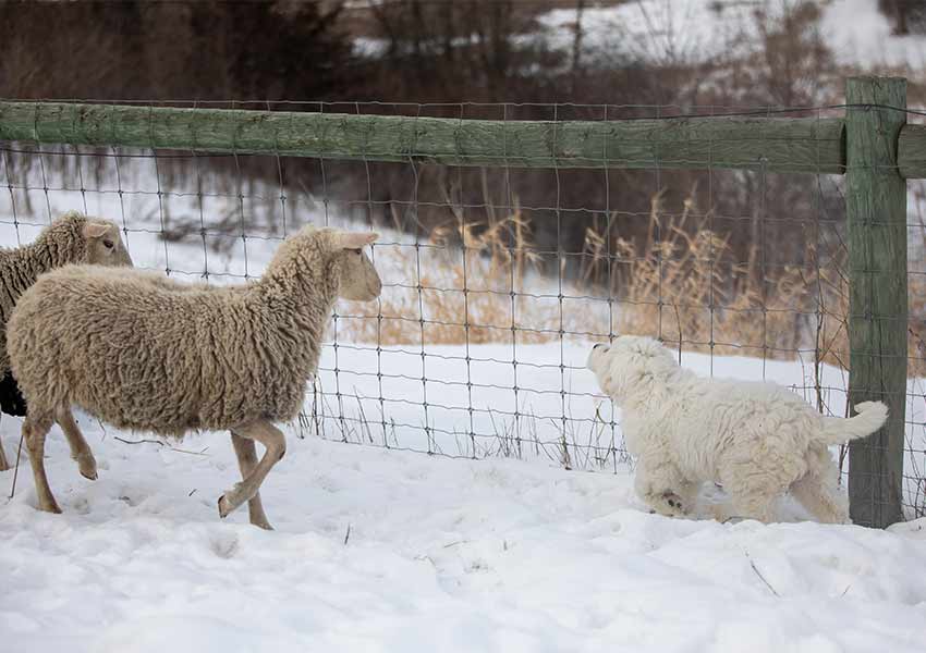 brown Finn sheep on the left and Ursa, the white Great Pyrenees dog on the right, nosing a wire fence in a snowy pasture