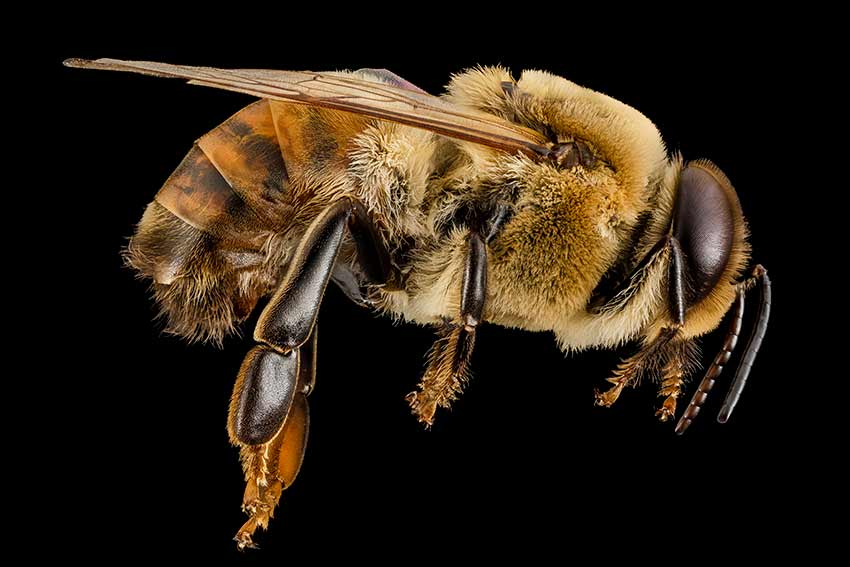 close up image of a honeybee