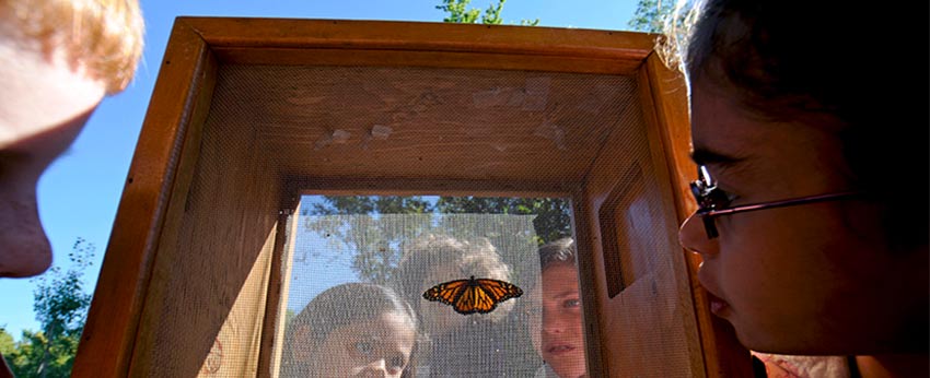 kids looking at a monarch