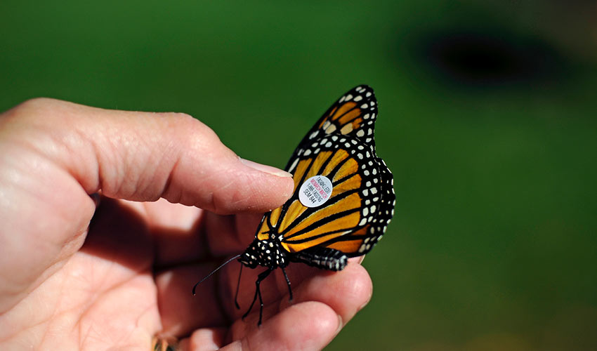 monarch butterfly held after being tagged