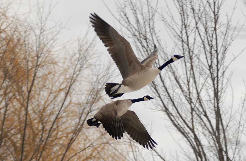 Geese fly upward in front of a stand of trees.