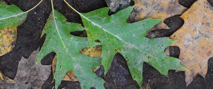 green oak leaves on dirt