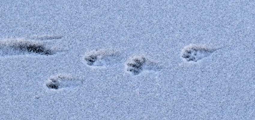 mink tracks in the snow