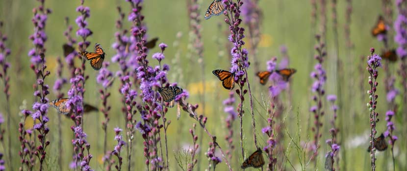 monarch butterflies on purple flowers.