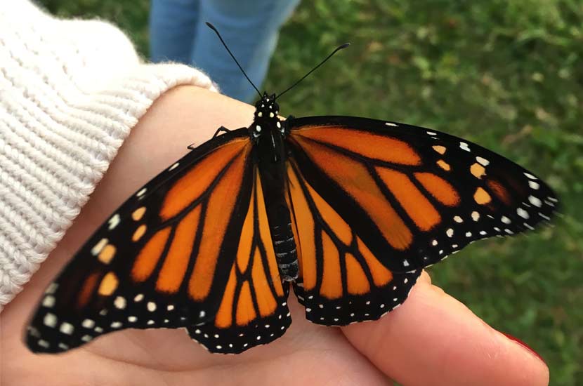 monarch butterfly perched on an open hand