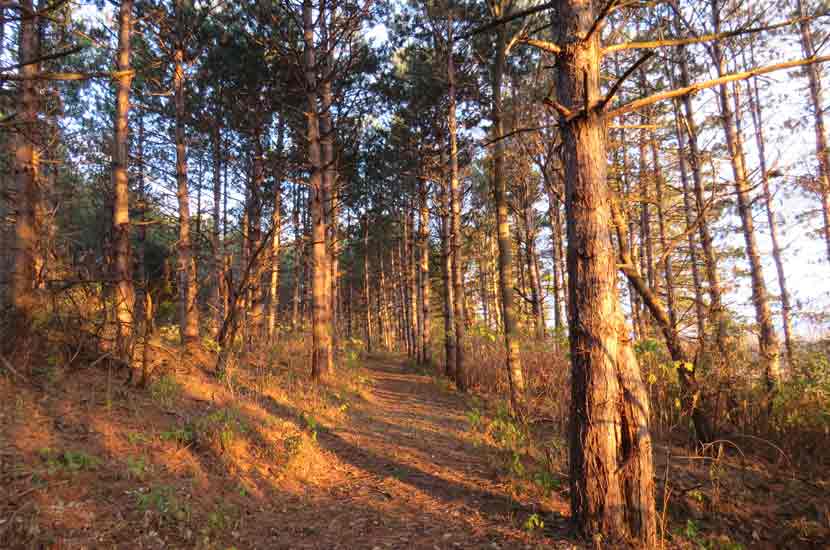 a turf trail winding through a stand of pine trees with soft golden light.