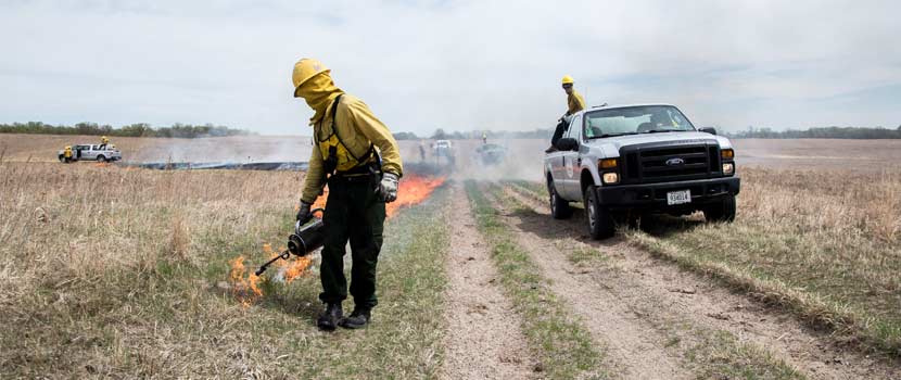 park district employee burning a prairie.