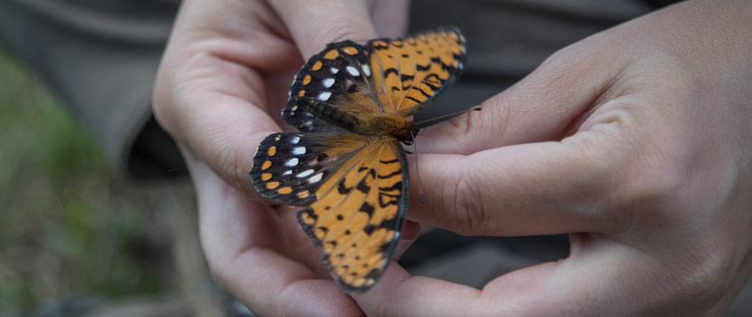 hands holding a regal fritillary butterfly