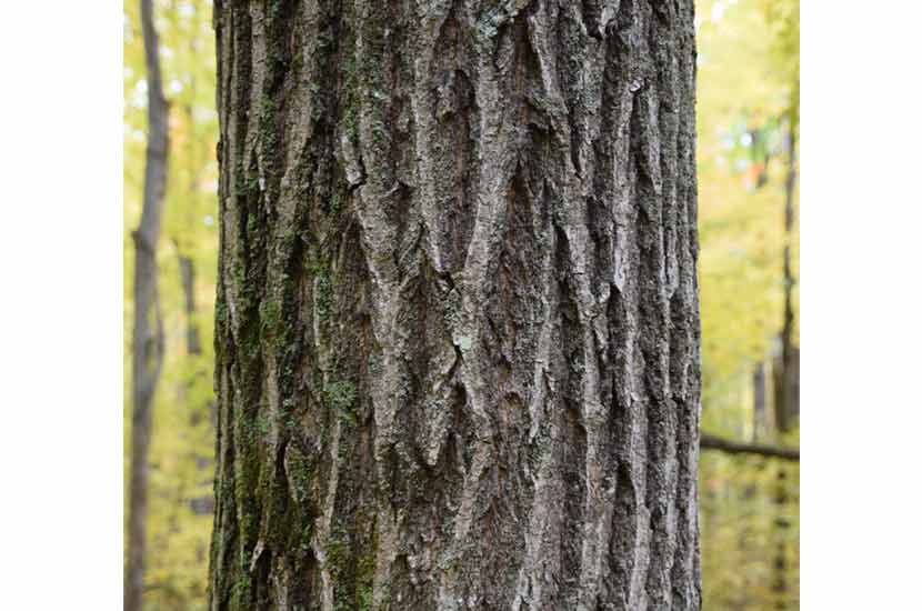 a tree trunk with heavily ridged bark that looks like ski trails.