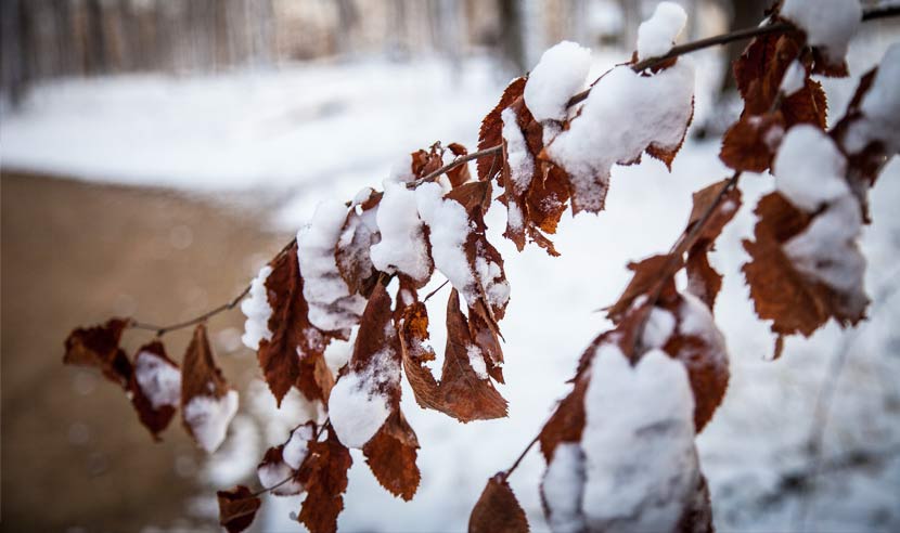 dead leaves hang onto a branch covered in snow.