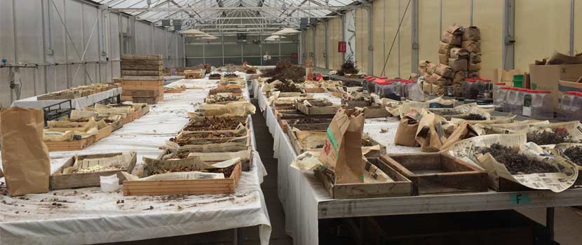 Seeds are sorted into boxes and dried at the Crow-Hassan nursery.