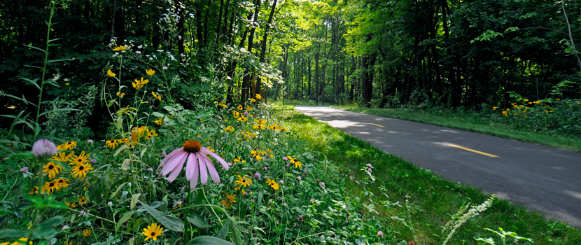 wildflowers along a paved trail