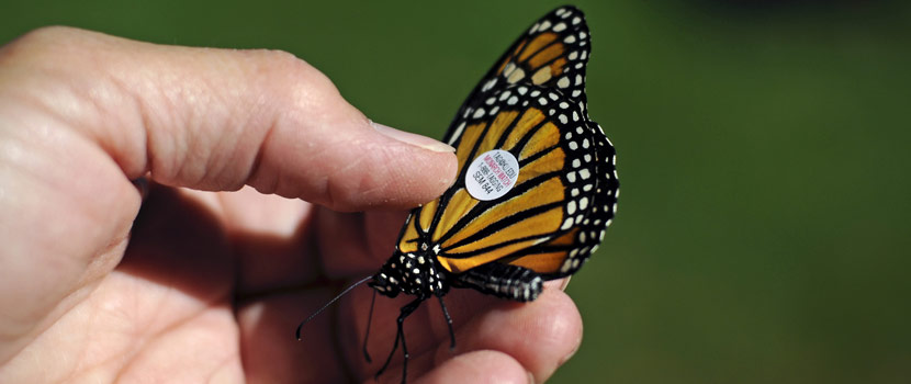 hand holding a monarch butterfly with a tag on the back of its wing