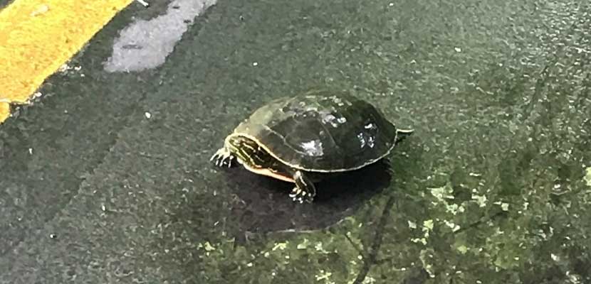 turtle on a paved trail