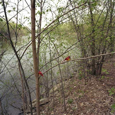 Two fake red birds on a branch near a lake.