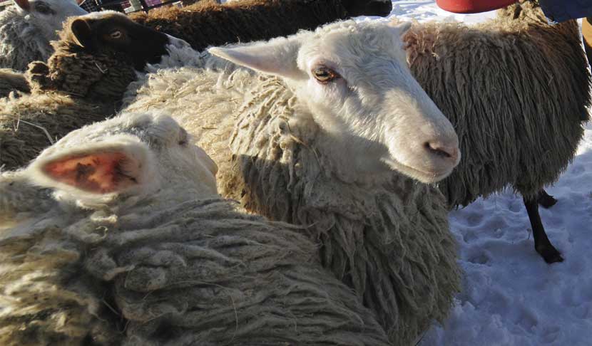 sheep in winter at Gale Woods Farm