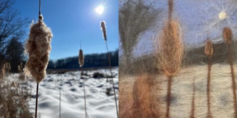 A photo of cattails in the winter on the left and felted art depicting the same scene on the right.