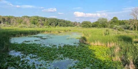 A photo of a lake in summer, filled with lily pads and rich reeds, below a blue sky with white clouds.