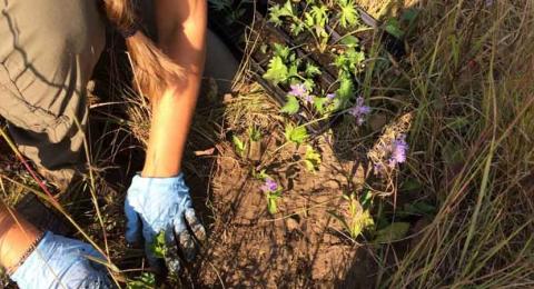 Photo of someone planting violets into the earth with gloved hands.